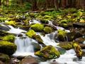 Metsä Vesiputouksia pelata verkossa