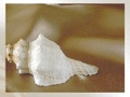 Sea shell pelata verkossa